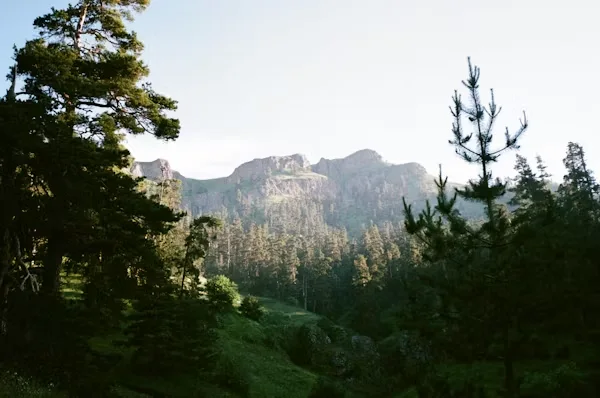 Pine forest and mountain landscape in Borjomi